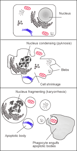 Intrinsic and extrinsic apoptosis pathways diagram