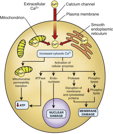 Role of cytosolic calcium in cell injury mechanisms