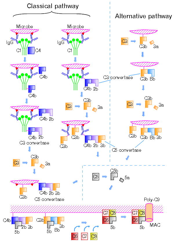 Complement system classical, alternative, and lectin pathways