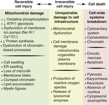 Diagram of reversible and irreversible ischemic cell injury mechanisms
