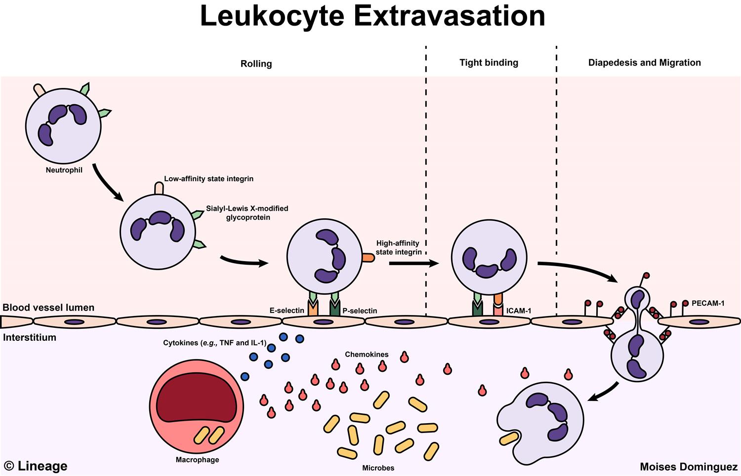Steps of leukocyte extravasation including margination, rolling, adhesion, and diapedesis