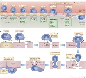 Leukocyte extravasation showing cadherins, integrins, and receptors involved