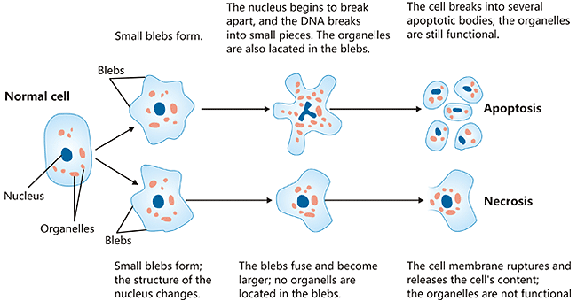 Structural comparison of necrosis versus apoptosis