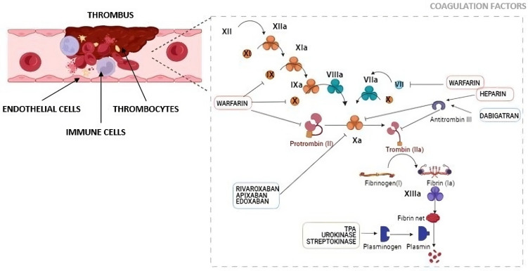 Coagulation and clotting factor signaling in thrombus formation leading to pulmonary embolism