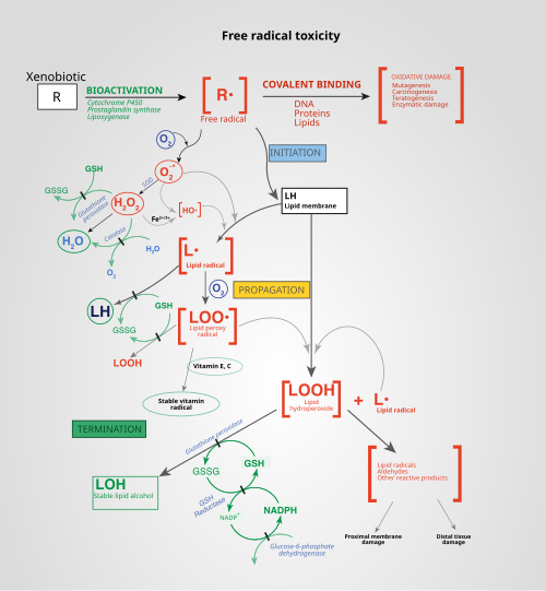 Reactive oxygen species and free radical mechanisms of cell injury