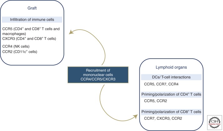 Chemokine-mediated immune cell recruitment in graft rejection