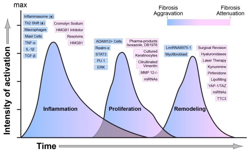 Molecular and cellular regulators of wound healing and scarring