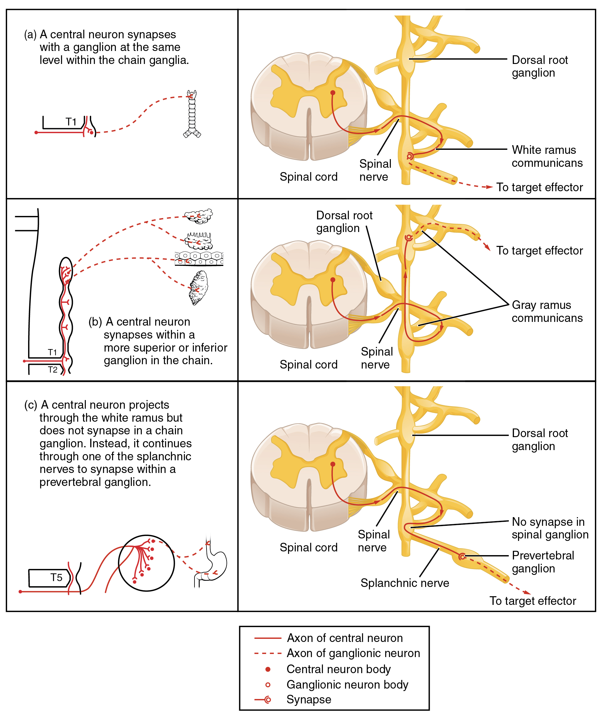 Adrenal medulla releasing epinephrine and norepinephrine into systemic circulation upon sympathetic stimulation
