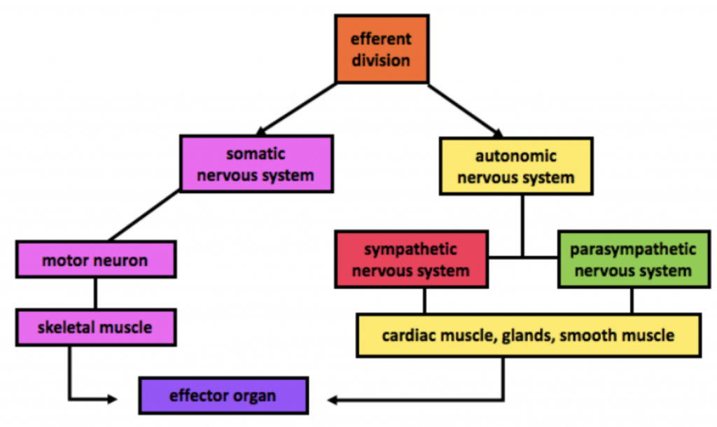 Diagram showing autonomic nervous system two-neuron chain with preganglionic and postganglionic neurons for sympathetic and parasympathetic divisions
