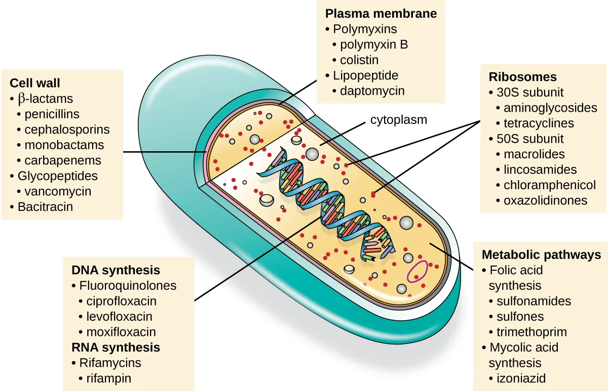 Bacterial cell diagram showing five major antibiotic target sites: cell wall, cell membrane, ribosomes, nucleic acids, and metabolic pathways