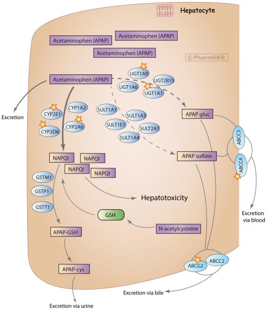 Acetaminophen metabolism at toxic doses showing saturated conjugation pathways, increased NAPQI formation, glutathione depletion, and hepatocellular necrosis
