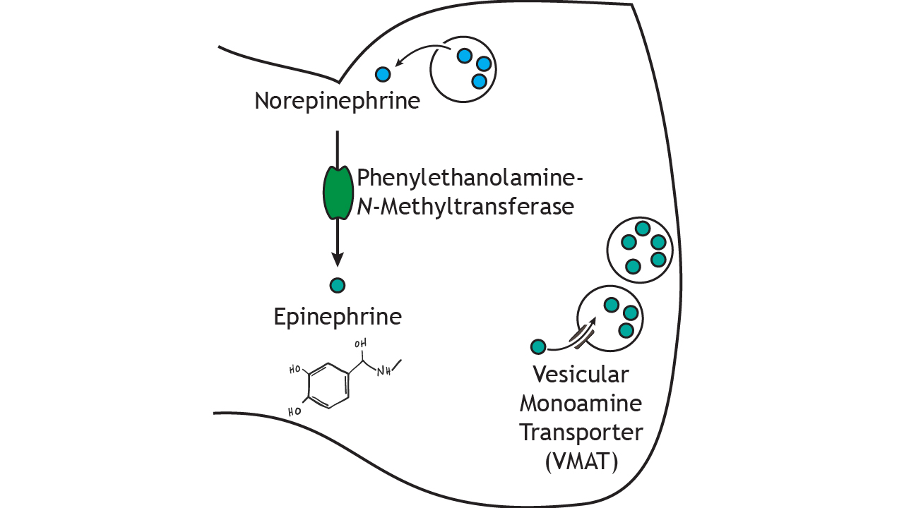 Catecholamine biosynthetic pathway from tyrosine to dopamine to norepinephrine to epinephrine
