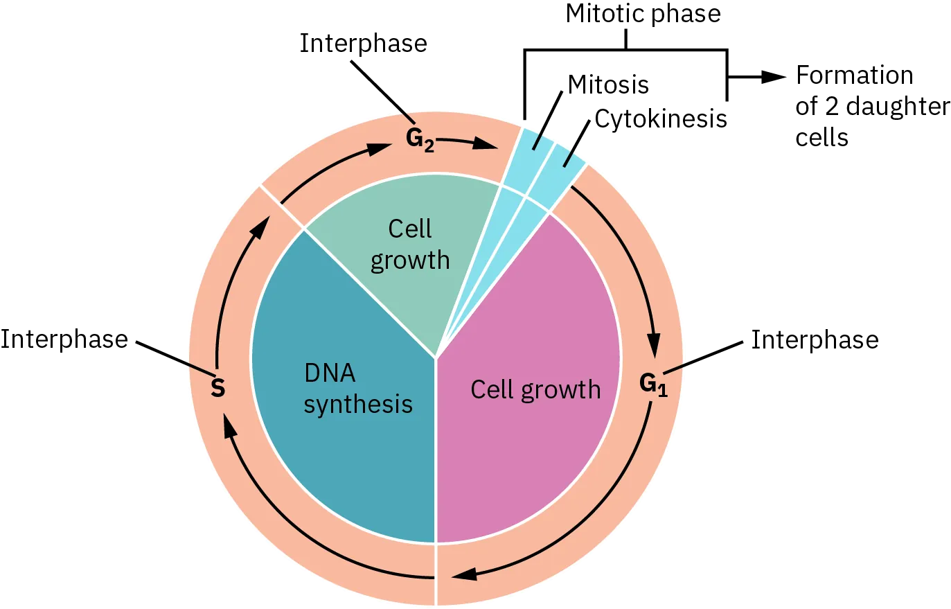 Cell cycle diagram showing G1, S, G2, and M phases with locations where cell-cycle-specific and nonspecific chemotherapy agents act