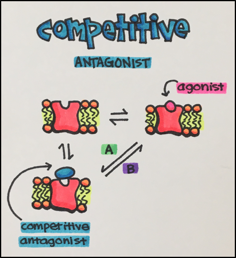 Dose-response curves showing rightward shift with competitive antagonist, Emax preserved