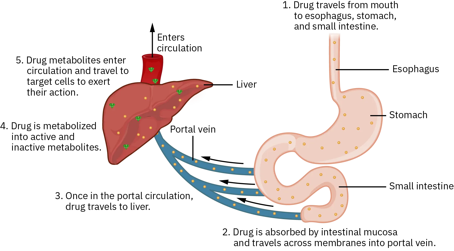 Diagram showing first-pass metabolism as oral drug passes through liver via portal circulation before reaching systemic blood