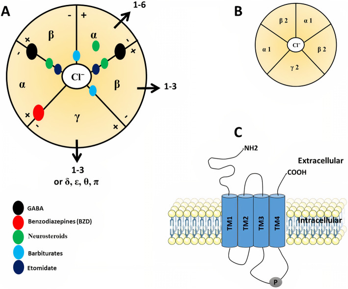 GABA-A receptor structure showing pentameric subunit arrangement with binding sites for GABA, benzodiazepines, barbiturates, and neurosteroids