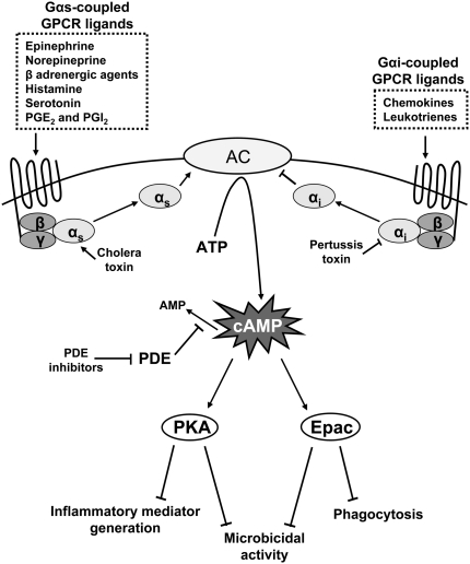 Gi protein inhibitory pathway decreasing cAMP through adenylyl cyclase inhibition