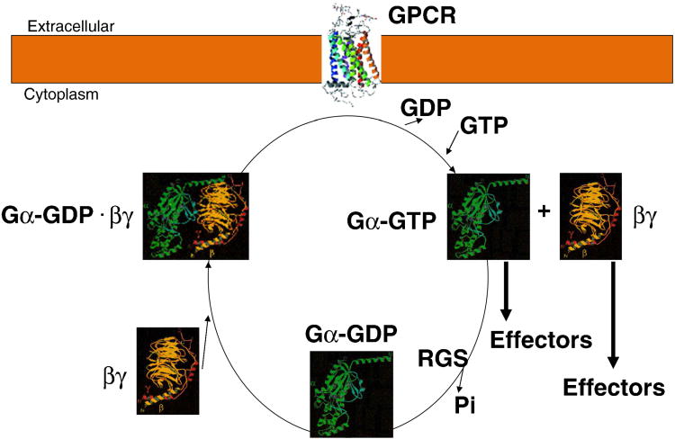 G-protein coupled receptor activation cycle showing GDP-GTP exchange