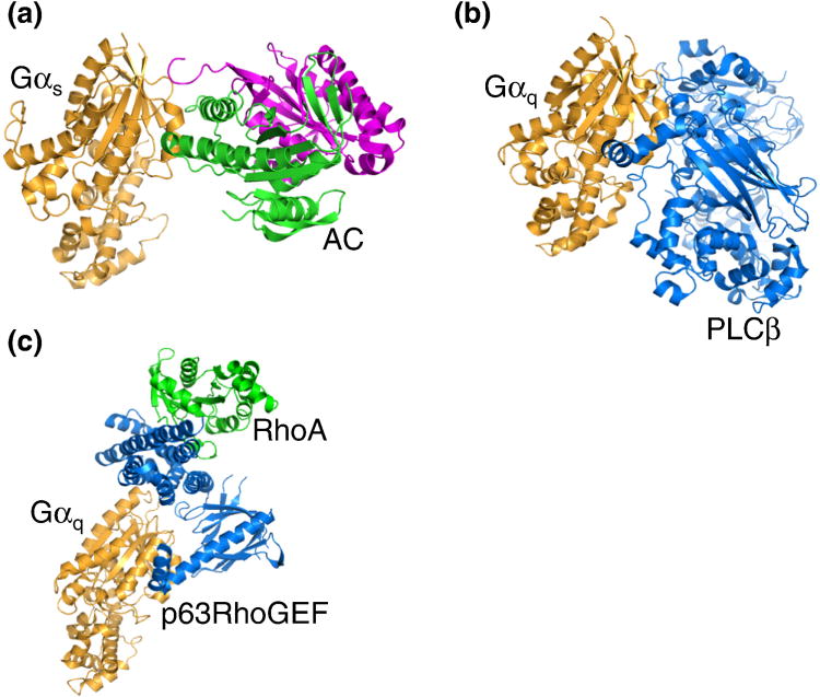 Summary of all three major GPCR signaling pathways: Gs, Gi, and Gq