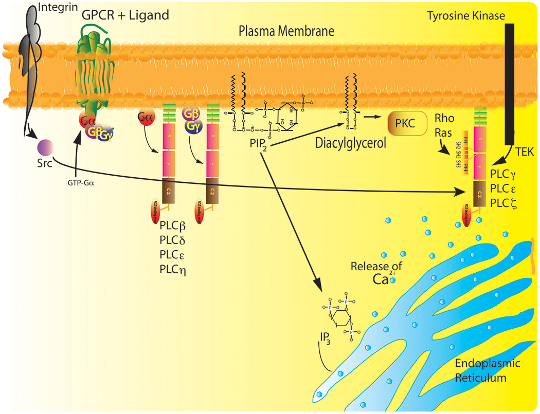 Gq protein pathway activating phospholipase C, producing IP3 and DAG
