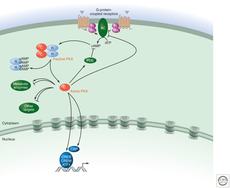Gs protein stimulatory pathway activating adenylyl cyclase and increasing cAMP