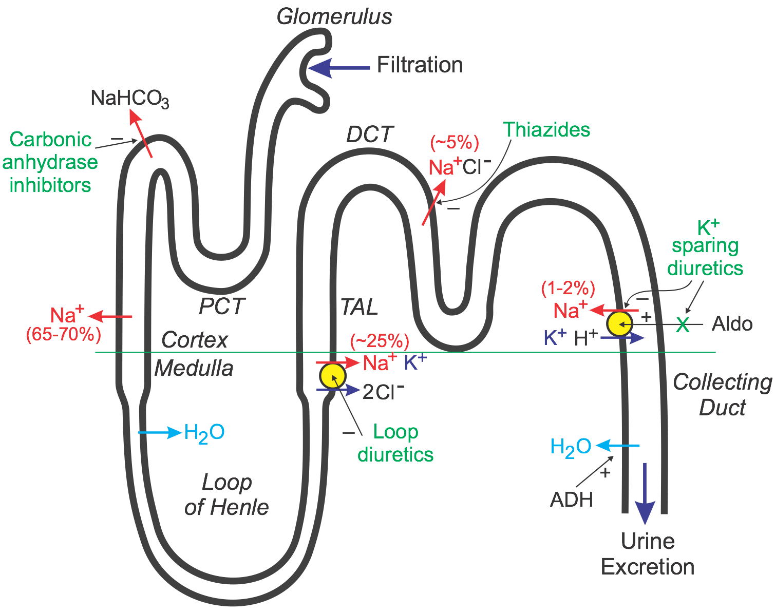 Nephron diagram showing sites of action for different diuretic classes along the tubular segments