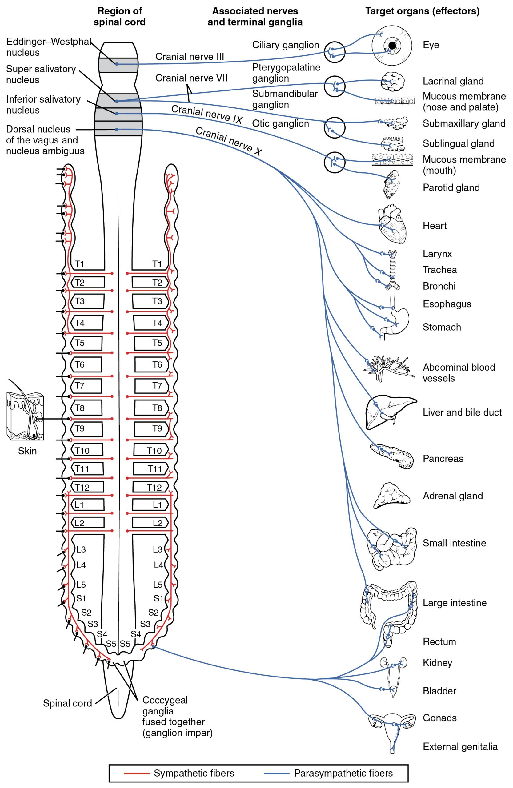 Parasympathetic nervous system pathway from cranial nerves and sacral spinal cord to target organs