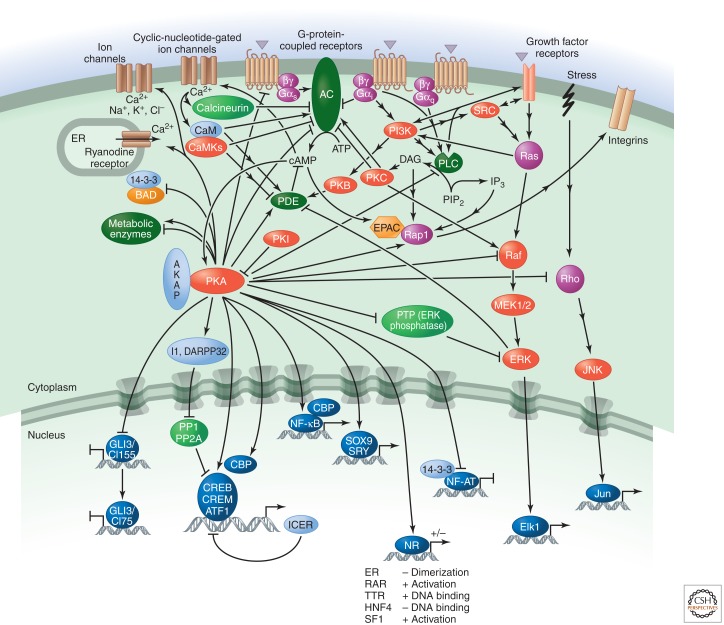 PKA signaling cascade downstream of cAMP second messenger