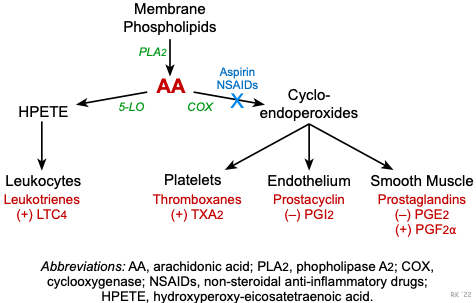 Arachidonic acid cascade showing COX-1 and COX-2 pathways producing prostaglandins and thromboxanes, with NSAID drug targets