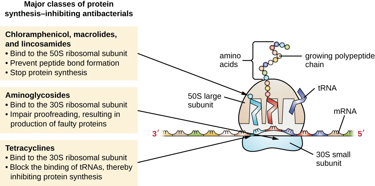 Bacterial ribosome showing 30S and 50S subunit drug targets for aminoglycosides, tetracyclines, macrolides, chloramphenicol, clindamycin, and linezolid