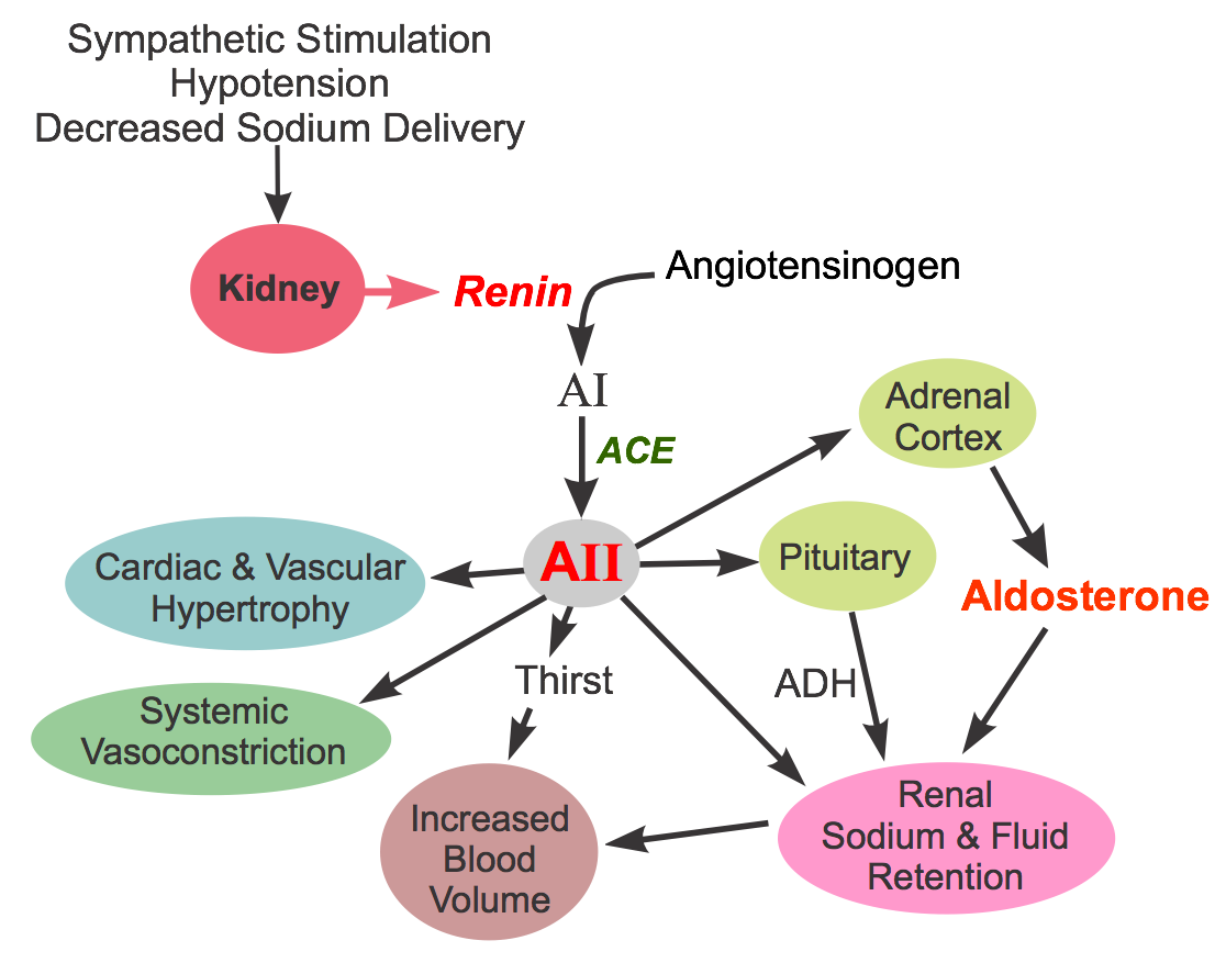 Renin-angiotensin-aldosterone system pathway showing angiotensinogen conversion and drug targets for ACE inhibitors and ARBs