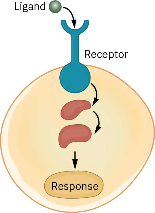 Cell receptor and ligand binding interaction