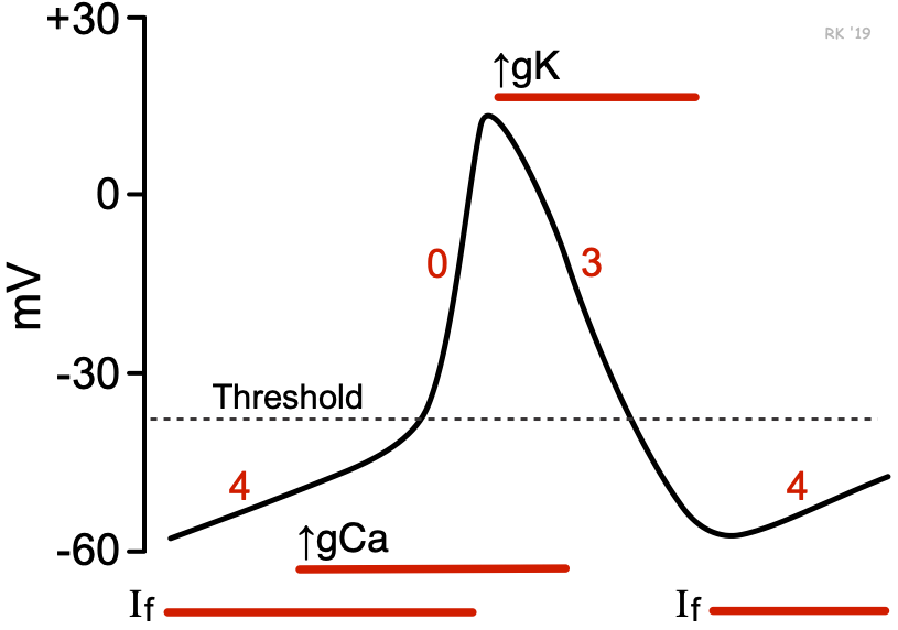 SA node pacemaker action potential showing phases 0, 3, and 4 with funny current