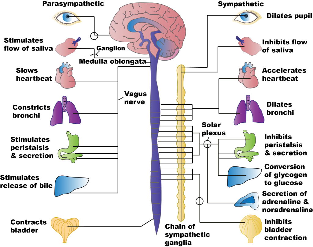 Table comparing sympathetic and parasympathetic effects on major organ systems
