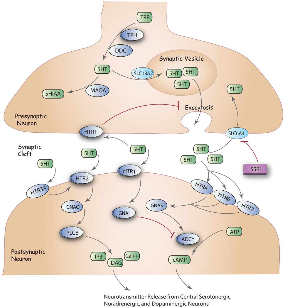 Serotonin synapse showing SSRI mechanism blocking serotonin reuptake transporter and related pharmacogenomic pathways