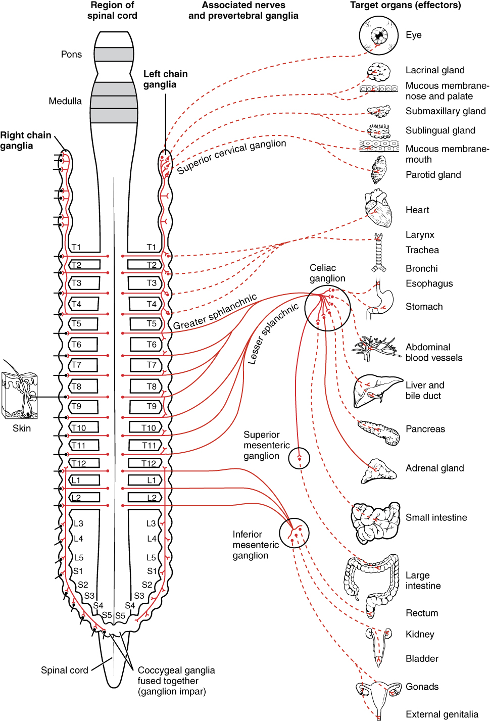 Sympathetic nervous system pathway from spinal cord through paravertebral ganglia to target organs