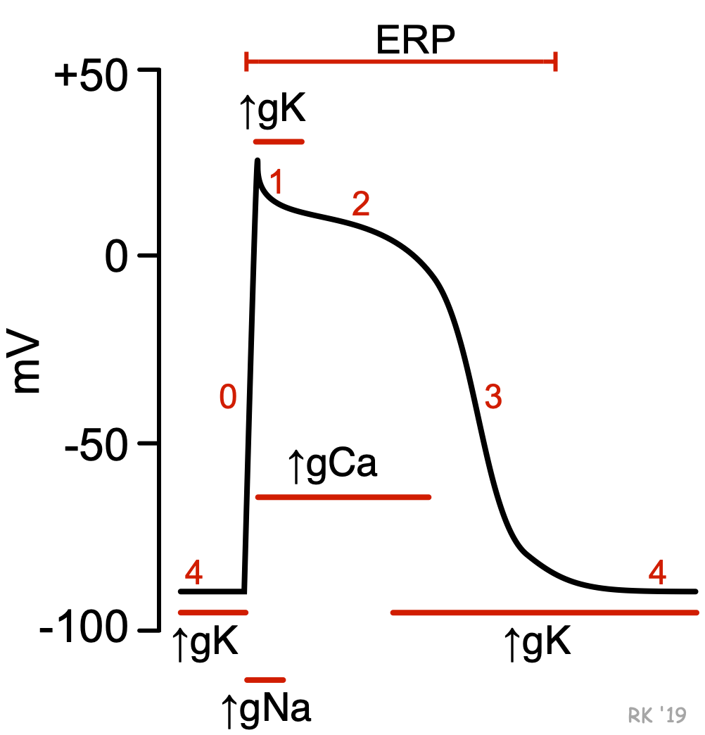 Ventricular myocyte action potential showing phases 0 through 4 with associated ion currents