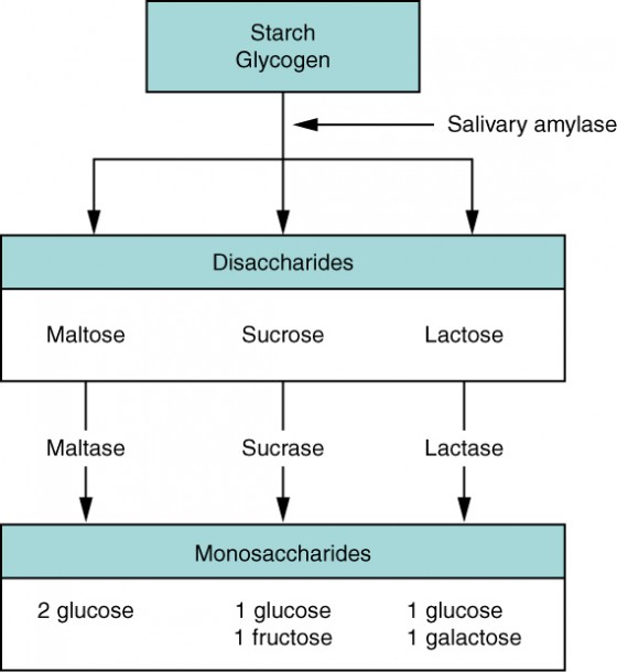Flowchart of carbohydrate digestion from salivary and pancreatic amylase to brush border enzymes and monosaccharide absorption