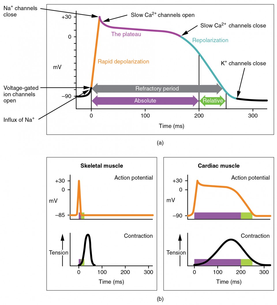 Ventricular myocyte action potential showing all five phases with ion channel contributions compared to skeletal muscle