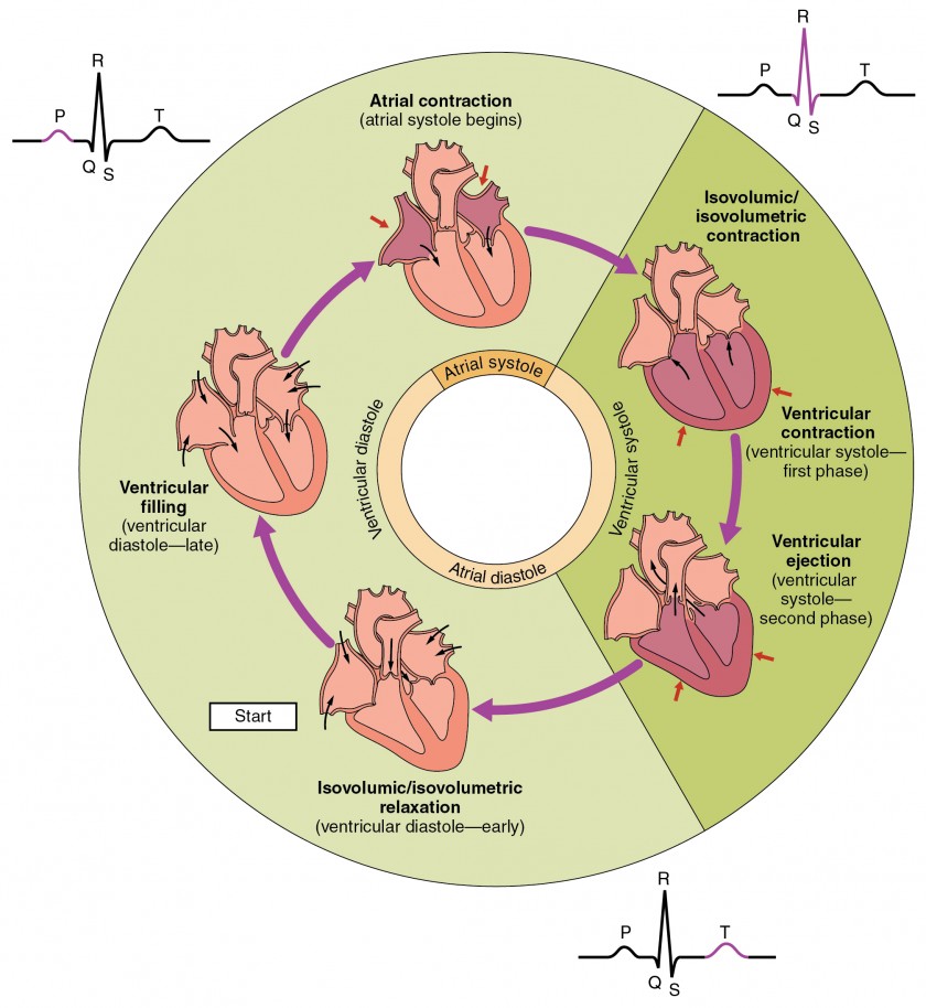 Phases of the cardiac cycle showing atrial and ventricular systole and diastole with valve positions