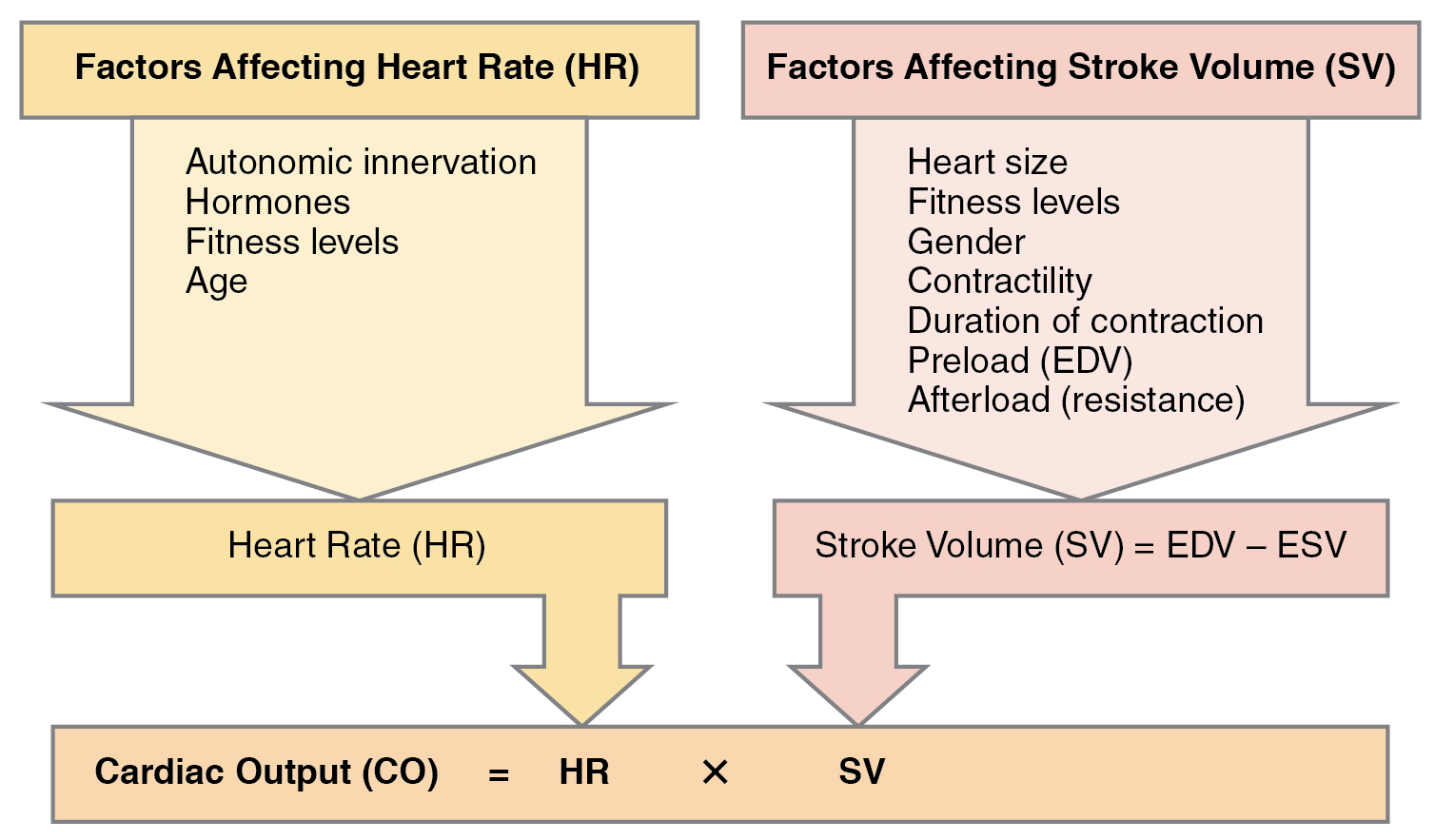 Diagram showing factors that determine cardiac output including heart rate, stroke volume, preload, afterload, and contractility