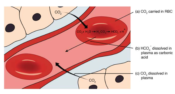 Carbon dioxide transport in blood showing dissolved CO2, carbaminohemoglobin, and bicarbonate formation with chloride shift