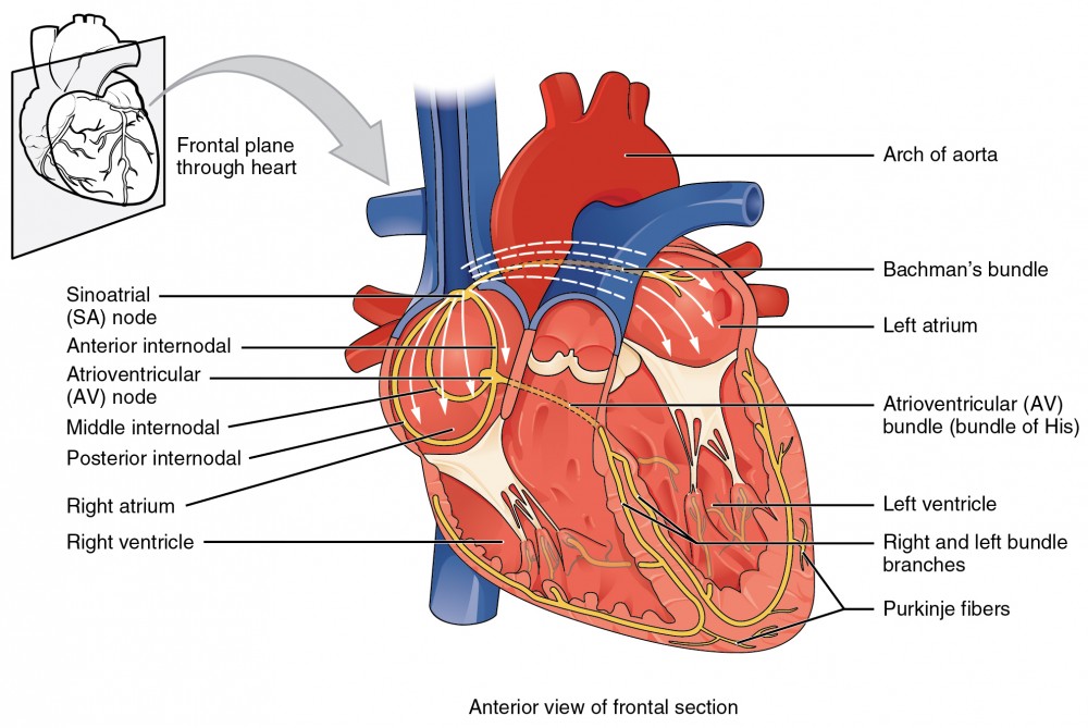 Cardiac conduction system showing SA node, AV node, Bundle of His, bundle branches, and Purkinje fibers