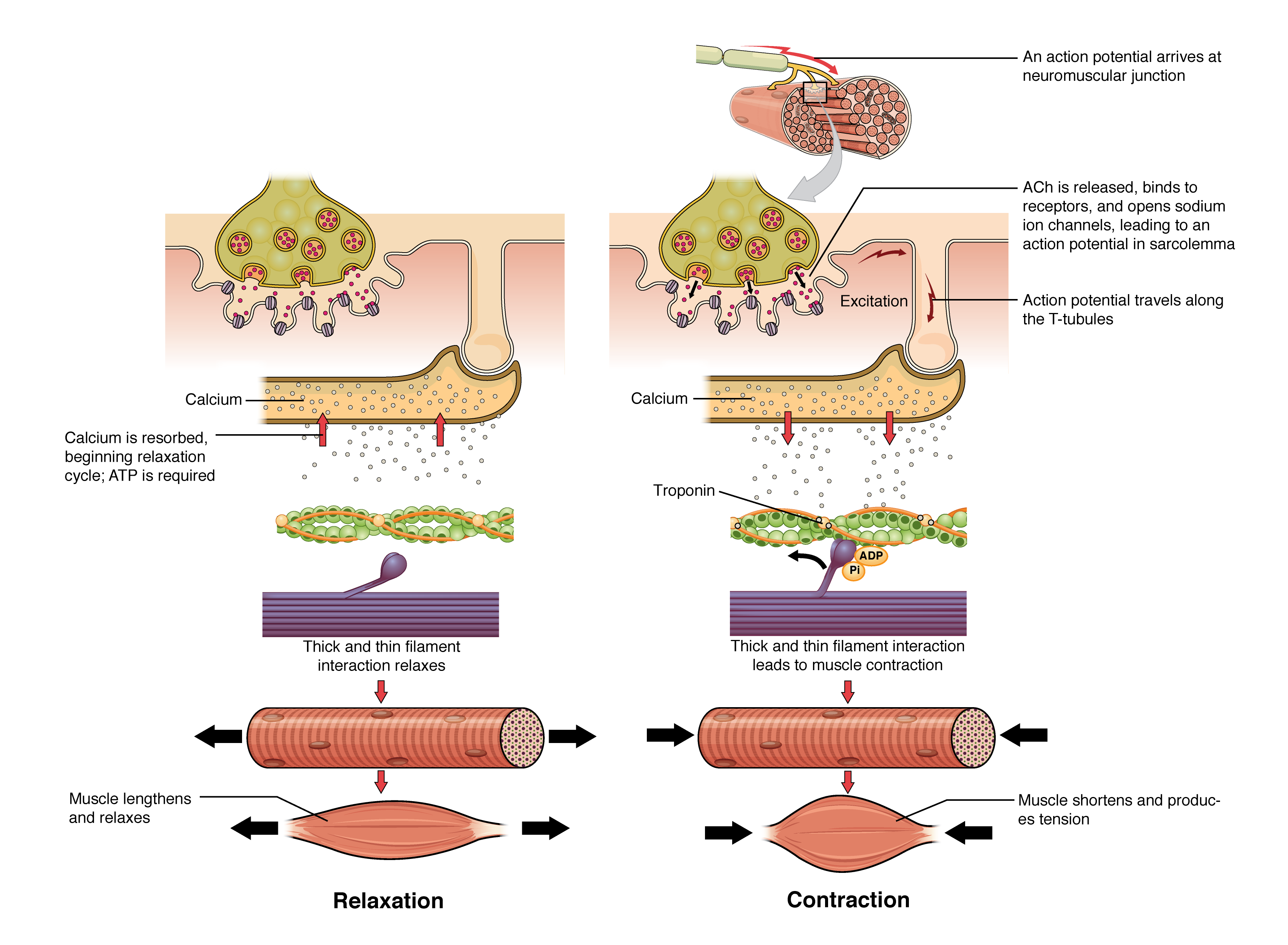 Excitation-contraction coupling showing DHPR-RyR interaction, calcium release from SR, and cross-bridge cycling