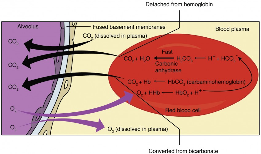 External respiration at the alveolar-capillary membrane showing oxygen and carbon dioxide partial pressure gradients