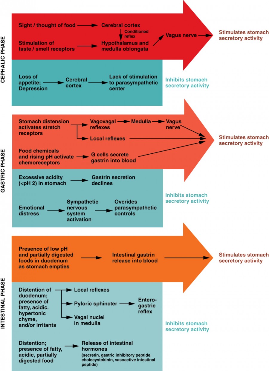 Three phases of gastric acid secretion: cephalic (vagal), gastric (distension/gastrin), and intestinal phases