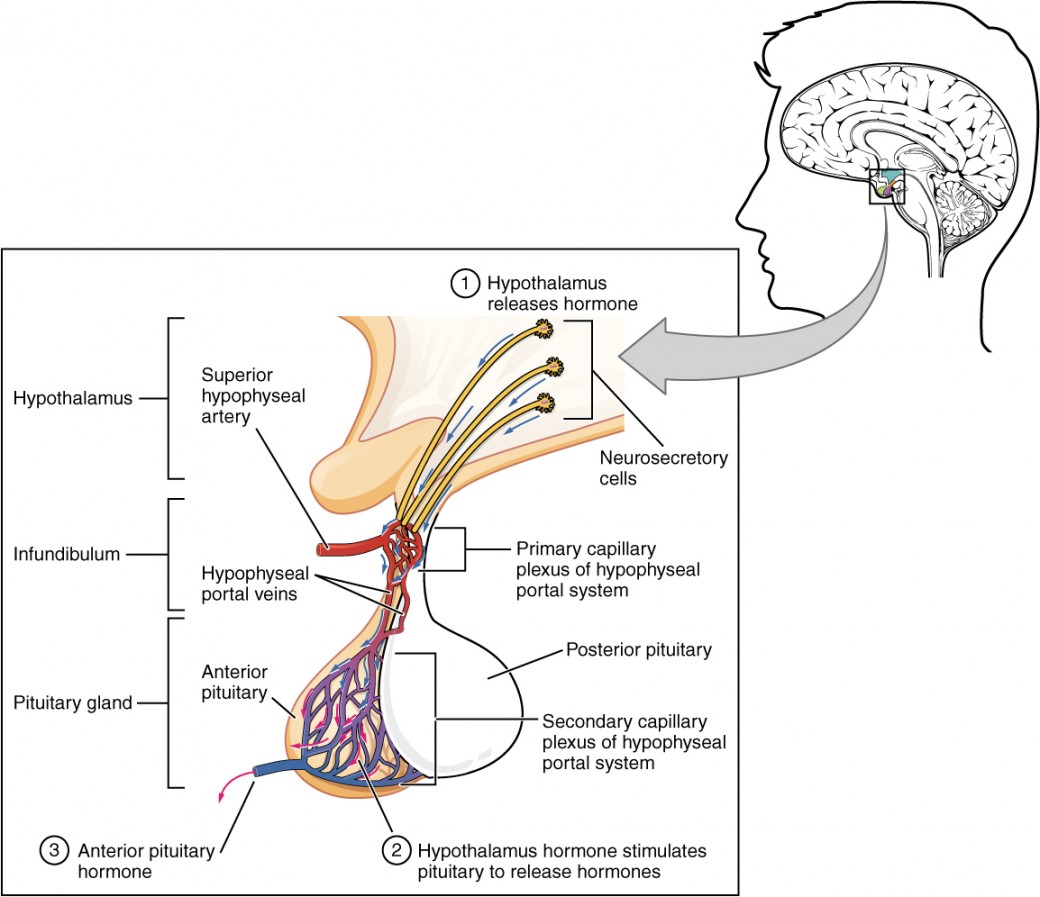 Anterior pituitary complex showing hypothalamic releasing hormones, portal system, and anterior pituitary hormone targets