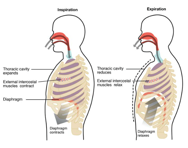 Diagram showing the mechanics of inspiration and expiration including diaphragm contraction, intrapleural pressure changes, and airflow