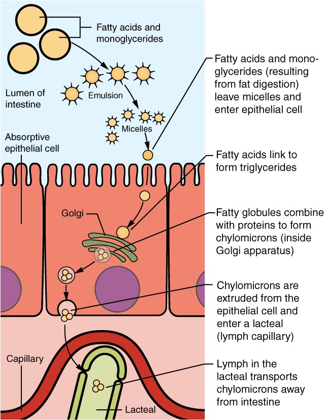 Lipid digestion and absorption showing bile salt emulsification, pancreatic lipase action, micelle formation, and chylomicron assembly