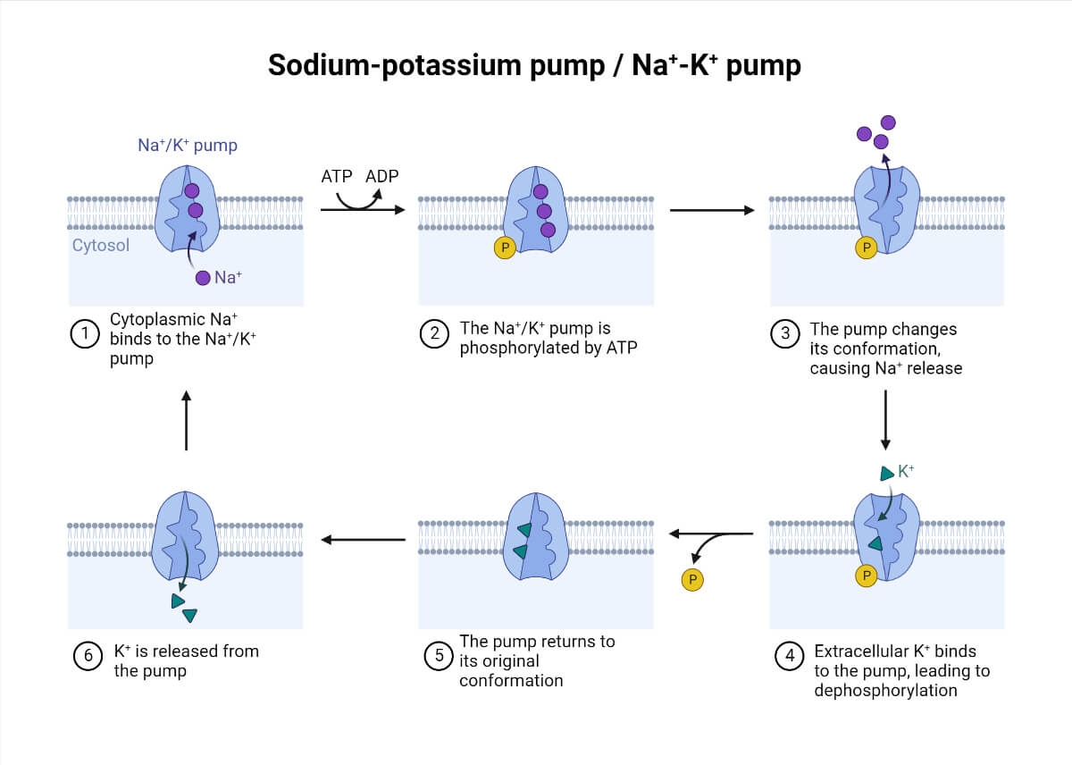Cell membrane transport mechanisms including passive diffusion, facilitated diffusion, active transport, and vesicular transport
